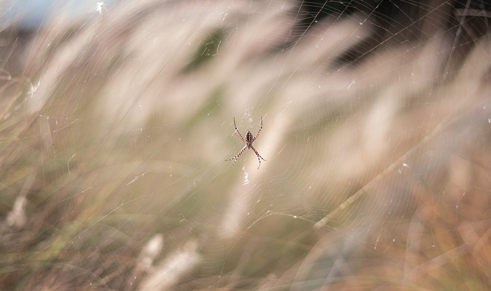 5 סיבות לכך שמנוע WP הוא הבחירה העליונה לאירוח וורדפרס מנוהל
