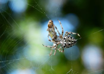 בתוך GoDaddy: צלילה עמוקה לחברה המהפכת עסקים קטנים ברשת