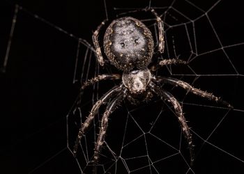 איך לבחור חברת אחסון אתרים זולה ואמינה?