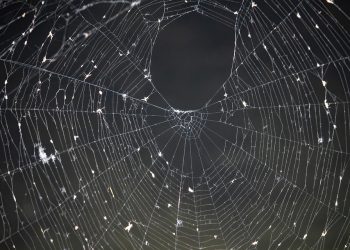 חמישה ספקי אירוח אתרים המומלצים ביותר לוורדפרס לשנת 2023