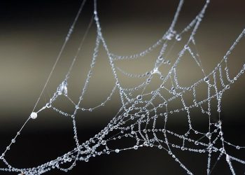 כיצד אירוח אתרים משפיע על הצלחת העסק הקטן שלך?