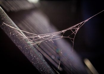 השוואה בין תוכניות HostGator: איזו מהן מתאימה לך?