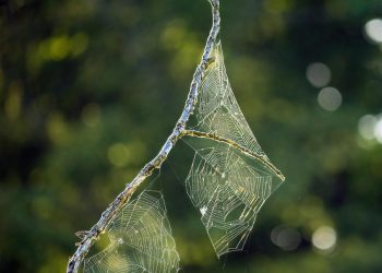 ביטול נעילת כוחו של קינסטה: מדריך מקיף לאירוח וורדפרס מנוהל