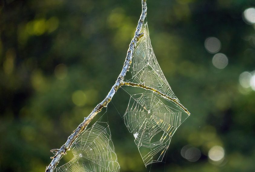 ביטול נעילת כוחו של קינסטה: מדריך מקיף לאירוח וורדפרס מנוהל
