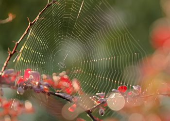 היתרונות של אירוח אתרים עם נפח בלתי מוגבל: מה צריך לדעת לפני שבוחרים?