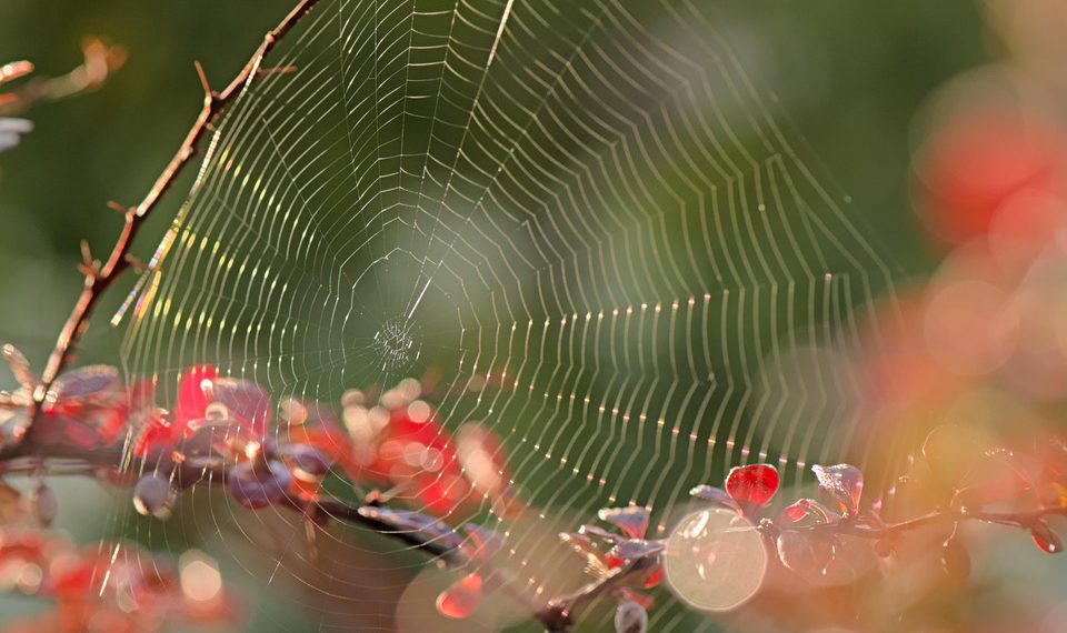 היתרונות של אירוח אתרים עם נפח בלתי מוגבל: מה צריך לדעת לפני שבוחרים?