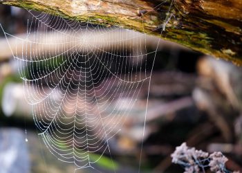 5 גורמים מרכזיים לבחירת חבילת אירוח אתרים לעסק שלך
