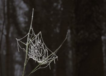 בחינת התכונות של שרת הסילון: מדוע הוא בולט בנוף האירוח התחרותי