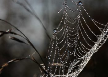 אירוח A2 לעומת השאר: מה מבדיל את שירותיהם?