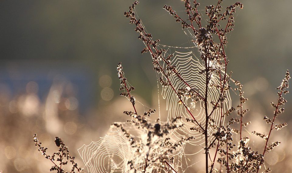 IPAGE לעומת מתחרים: השוואה מפורטת לבעלי עסקים קטנים