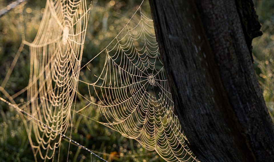 שרת סילון לעומת התחרות: השוואה מקיפה