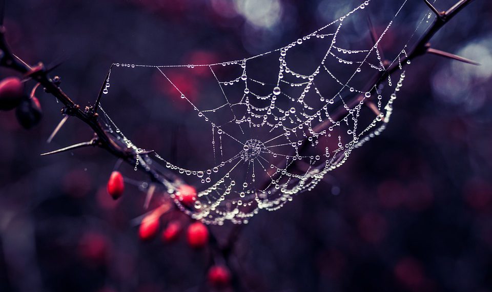 פירוק תכונות האירוח של A2: מדריך מקיף עבור מנהלי אתרים