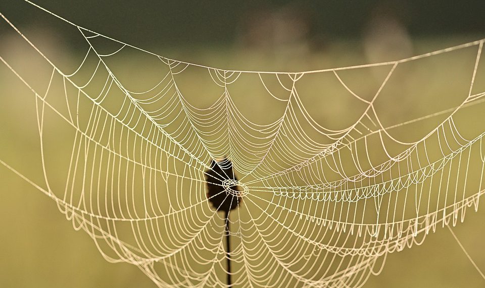כיצד אירוח אינמציונל בולט בשוק אירוח אתרים תחרותי