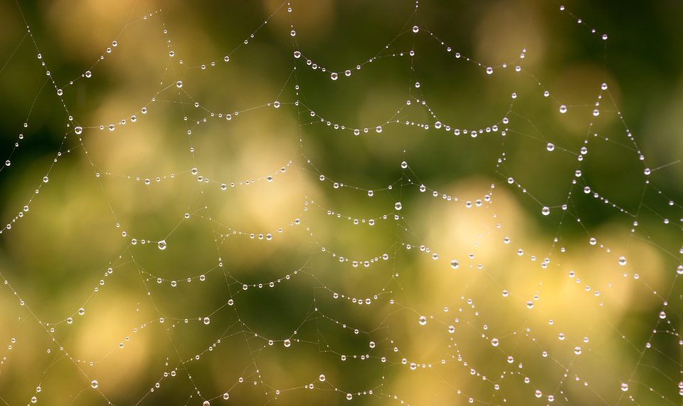 אירוח בר -קיימא עשה פשוט: איך גרינגיקס משנה את המשחק