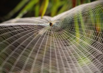 איך DreamHost בולט בשוק אירוח אתרים תחרותי