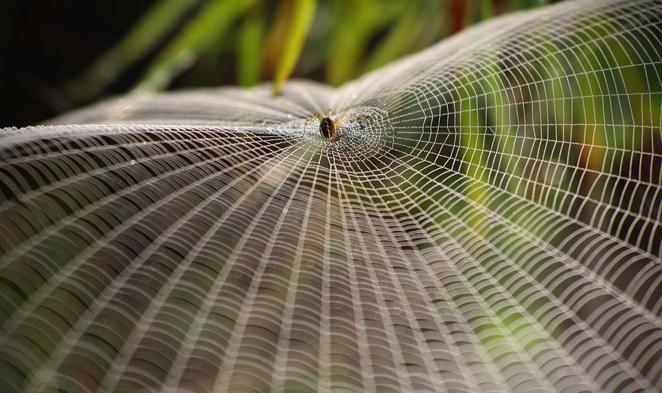 איך DreamHost בולט בשוק אירוח אתרים תחרותי