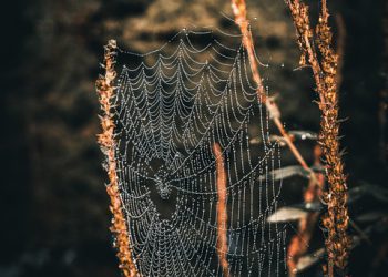 אחסון אתרים והגנה על נתונים: כל מה שצריך לדעת על SSL