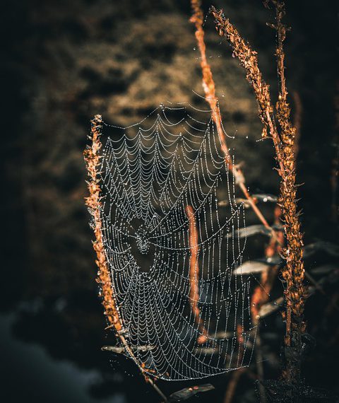 אחסון אתרים והגנה על נתונים: כל מה שצריך לדעת על SSL