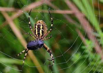 היתרונות והחסרונות של אירוח אתרים שיתופי בשירותים מודרניים