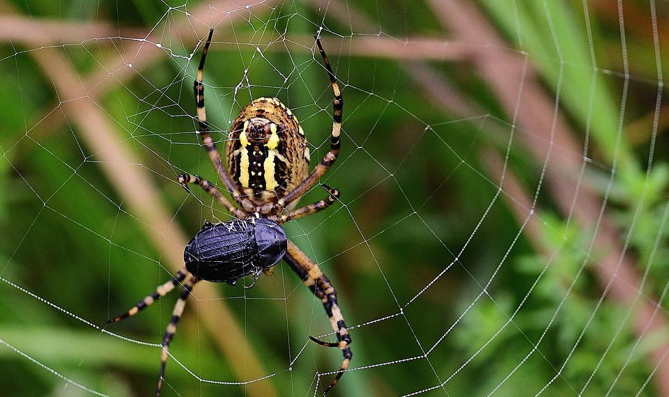 היתרונות והחסרונות של אירוח אתרים שיתופי בשירותים מודרניים