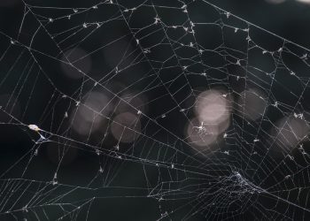 התחלת המסע הדיגיטלי שלך: מדוע GoDaddy הוא ה- Go-To לאתרים חדשים