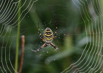 כיצד אירוח אתרים בישראל מתמודד עם אתגרים טכנולוגיים וצרכים מקומיים