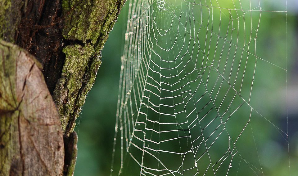 קרב המארחים: השוואה מפורטת של שירותי אירוח אתרים הטובים ביותר