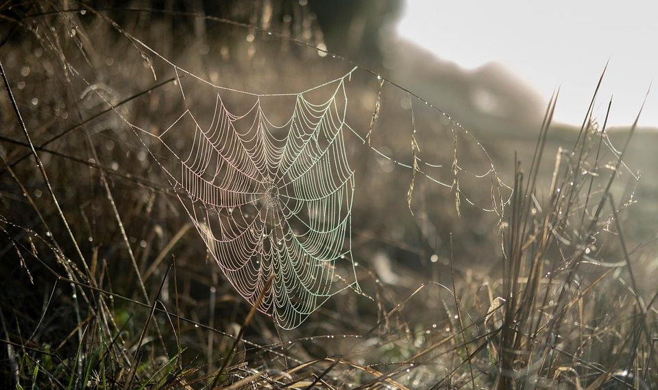 איך לבחור את ספק אירוח האתרים השיתופי הנכון לעסק שלך?