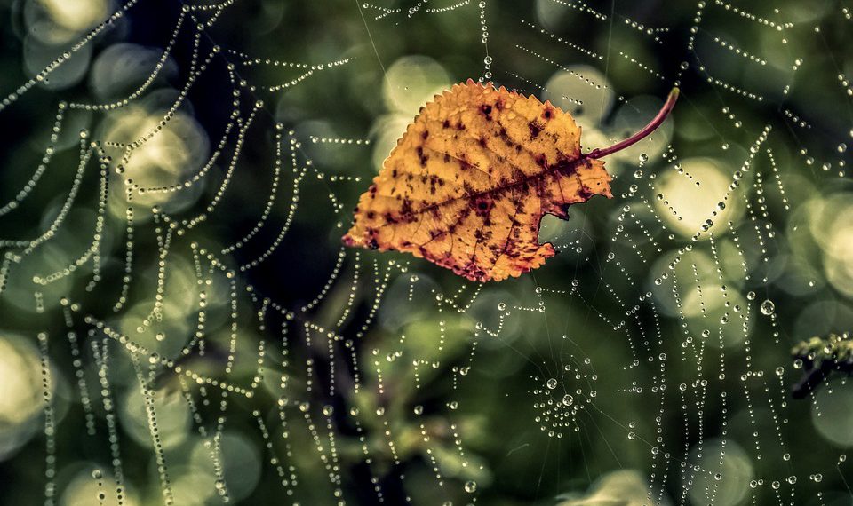 כיצד להתחיל עם אירוח אתרים: מדריך מעשי למתחילים