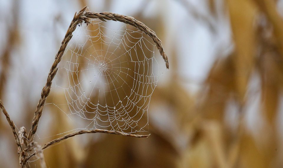 מהם השימושים המומלצים לאירוח אתרים עם נפח בלתי מוגבל?