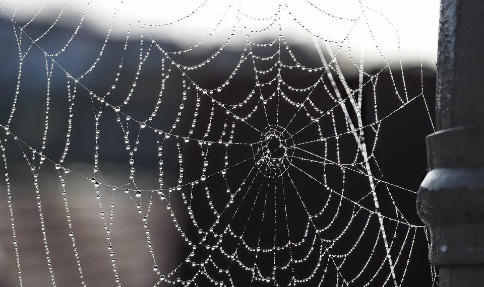 סיפורי הצלחה: כיצד עסקים משגשגים עם שרת סילון