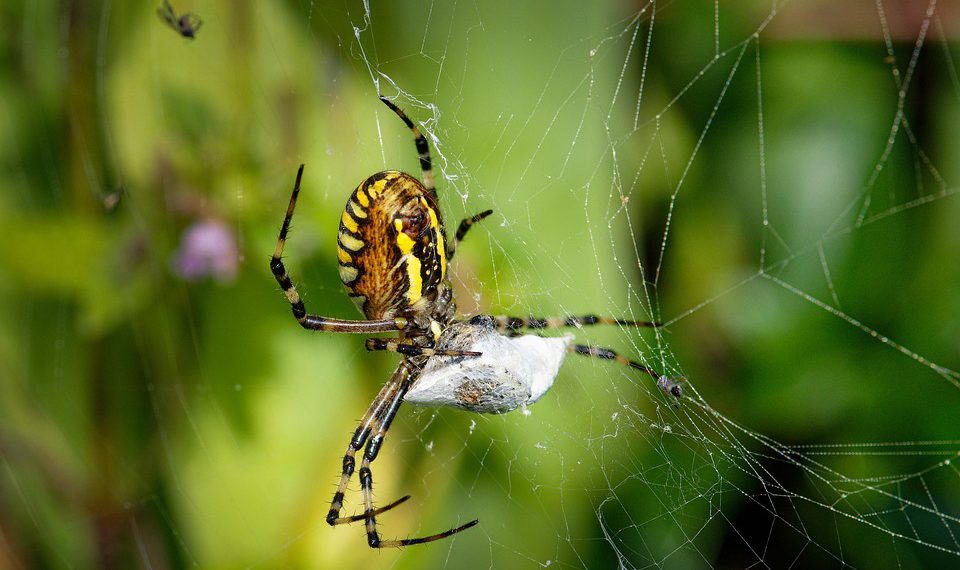 Bluehost לעומת מתחרים: איזה שירות אירוח שולט עליון?