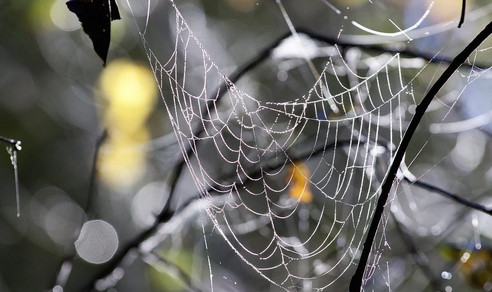 מדריך למתחילים: להבין את עולם אירוח האתרים