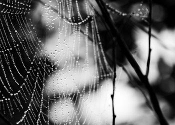 האם אירוח אתרים עם תמיכה 24/7 שווה את ההשקעה? כל מה שצריך לדעת!