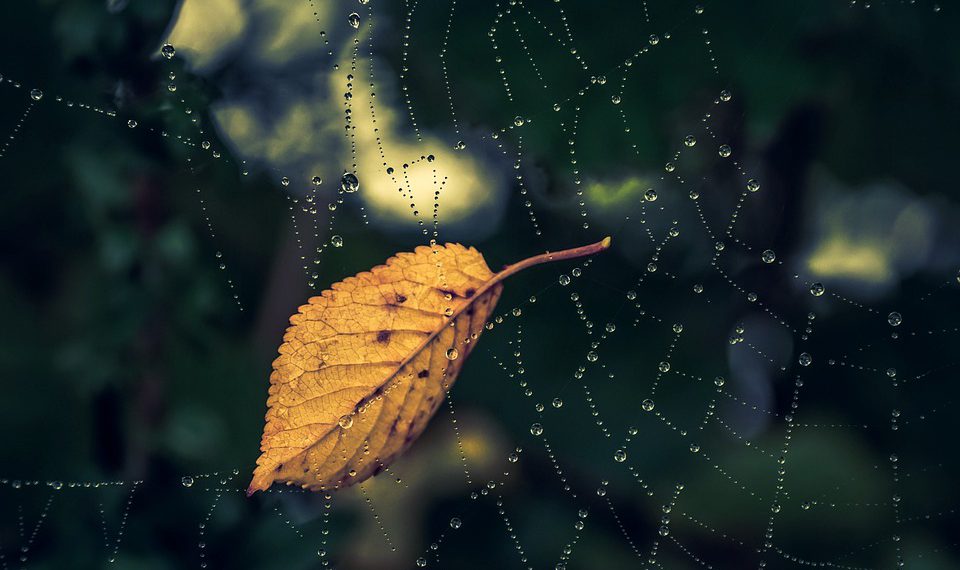 מדריך למתחילים להתחיל עם DreamHost