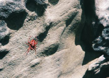 אירוח אתרים לעסקים קטנים: טיפים לשדרוג להצלחה מקוונת