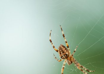 מה ההבדל בין אירוח אתרים רגיל לאירוח אתרים מאובטח?