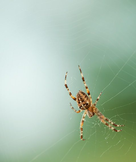 מה ההבדל בין אירוח אתרים רגיל לאירוח אתרים מאובטח?