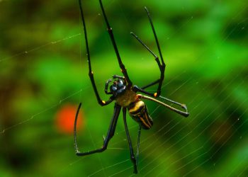 SSL כאבן יסוד: איך לבחור חברת אחסון אתרים עם תמיכה ב-SSL