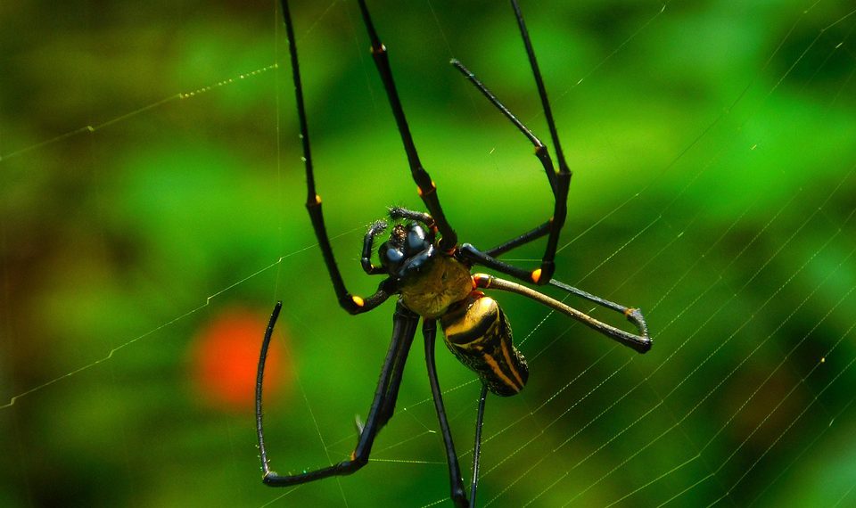 SSL כאבן יסוד: איך לבחור חברת אחסון אתרים עם תמיכה ב-SSL