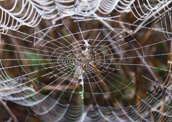 איך חבילות אירוח אתרים משפיעות על ביצועי האתר שלך?