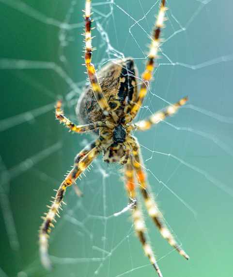 האם אירוח A2 שווה את ההשקעה? ניתוח מפורט