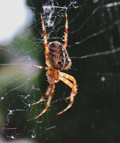 Hostgator לעומת מתחרים: איך זה מתערער בשנת 2023