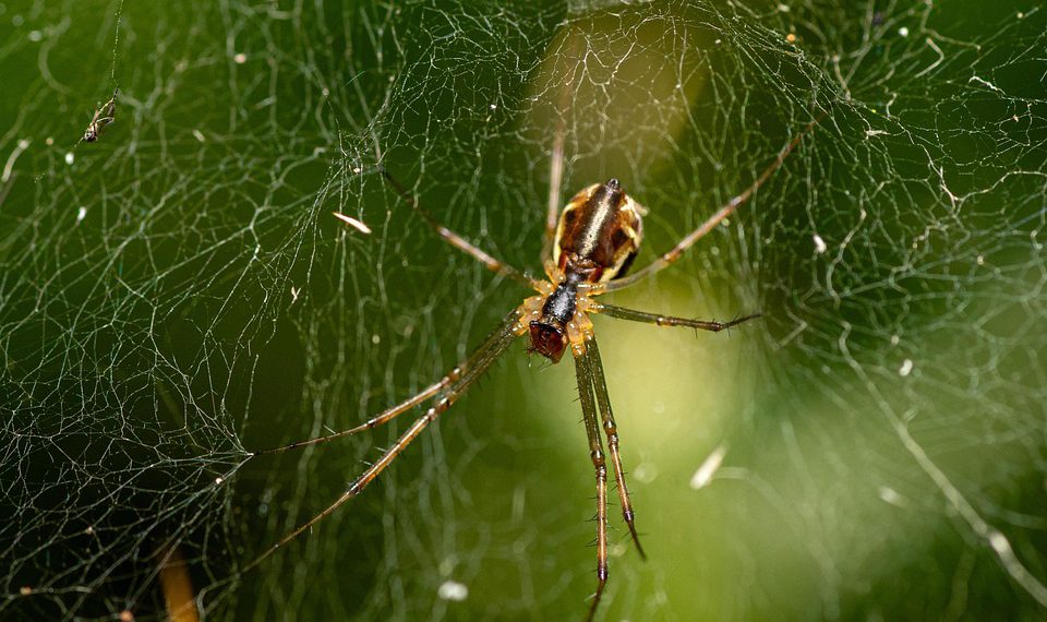 האם אירוח אתרים זול שווה את זה? היתרונות והחסרונות הסבירו