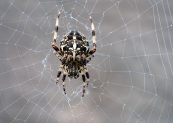 כיצד אירוח אתר האינטרנט שלך במדינה אחרת יכול לשפר את המהירות והביצועים