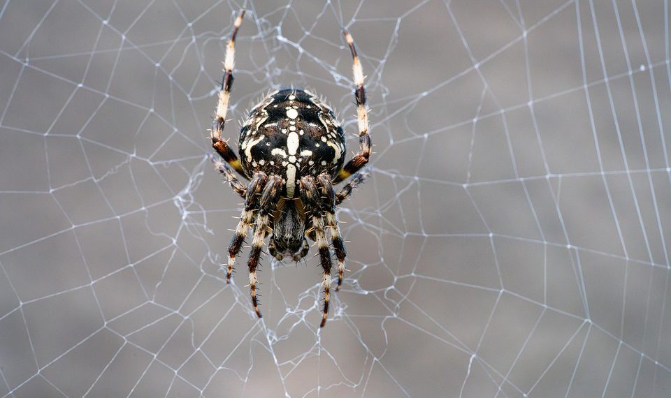 כיצד אירוח אתר האינטרנט שלך במדינה אחרת יכול לשפר את המהירות והביצועים