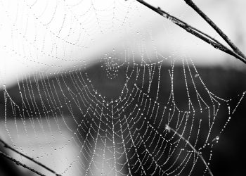 עלייתם של Greengeeks: שירותי אירוח אתרים מודעים לסביבה