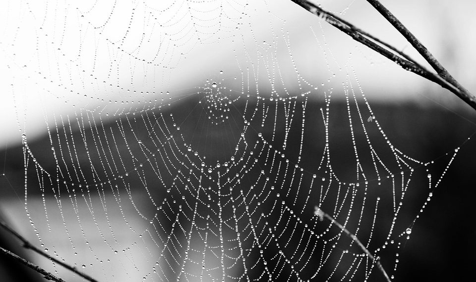 עלייתם של Greengeeks: שירותי אירוח אתרים מודעים לסביבה