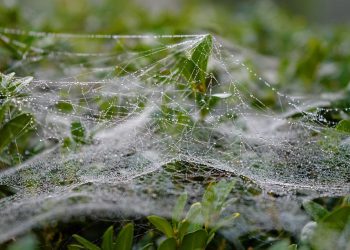 אירוח אתרים: מדריך השוואתי בין הפופולריים בשוק ואילו מהם הכי מתאימים לכם?