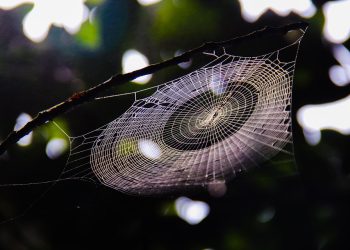 התחל עם interserver: מדריך שלב אחר שלב למתחילים